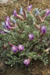 Woolly-pod Milk-vetch