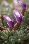 Woolly-pod Milk-vetch blossoms & foliage detail