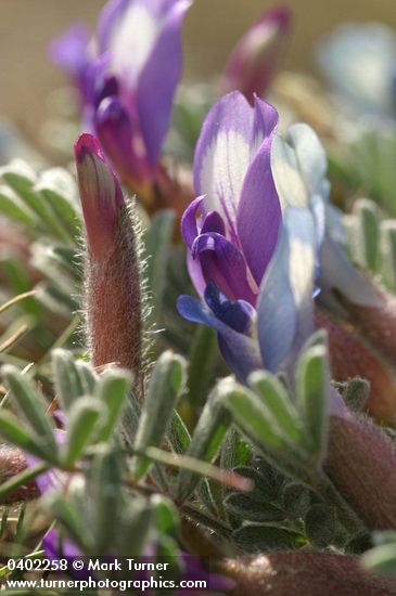 Astragalus purshii