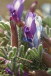 Woolly-pod Milk-vetch blossoms & foliage detail