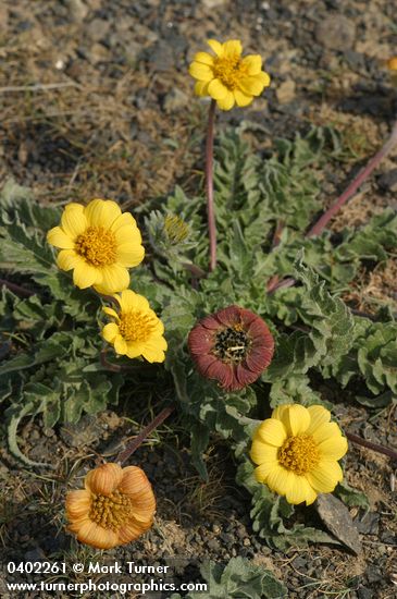 Balsamorhiza rosea