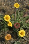 Rosy Balsamroot