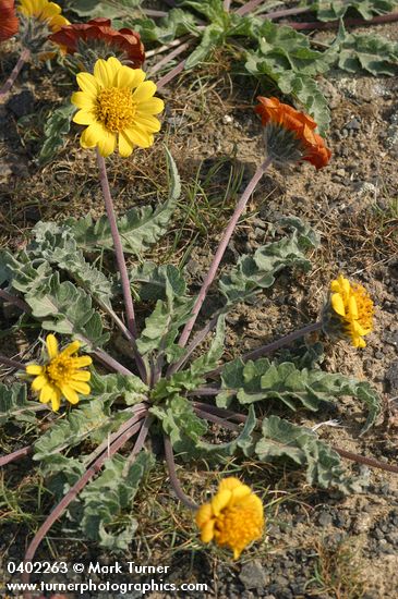 Balsamorhiza rosea