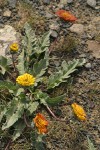 Rosy Balsamroot