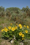 Carey's Balsamroot among Sagebrush under blue sky