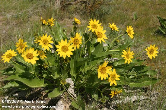 Balsamorhiza careyana