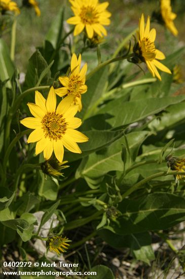 Balsamorhiza careyana