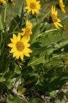 Carey's Balsamroot blossoms & foliage