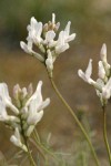 Basalt Milk-vetch blossoms