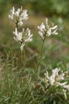 Basalt Milk-vetch blossoms & foliage