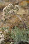 Large-fruited Biscuitroot (white form)