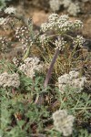 Large-fruited Biscuitroot (white form)