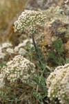 Large-fruited Biscuitroot (white form)