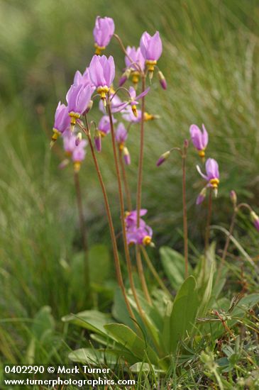 Dodecatheon pulchellum ssp. cusickii