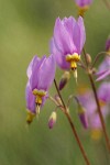 Sticky Shooting Star blossoms detail