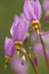 Sticky Shooting Star blossoms detail