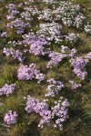 Long-leaf Phlox