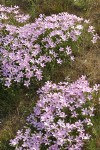 Long-leaf Phlox