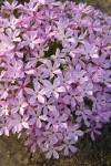 Long-leaf Phlox blossoms