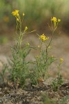 Western Tansy Mustard