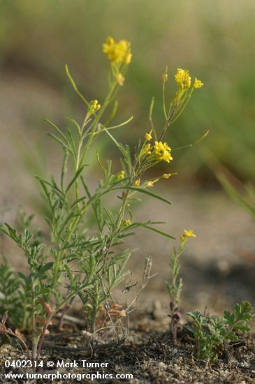 Descurainia pinnata