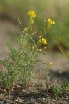 Western Tansy Mustard