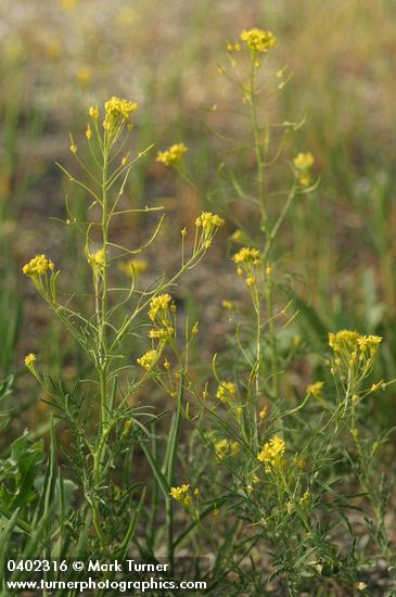 Descurainia pinnata