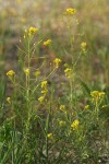 Western Tansy Mustard