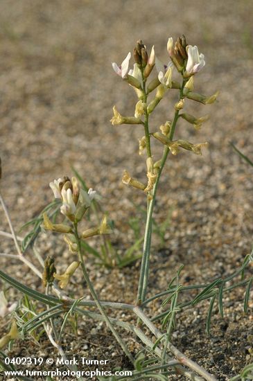 Astragalus sclerocarpus