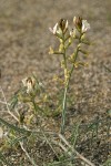 Curved-pod Milkvetch