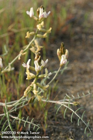 Astragalus sclerocarpus