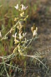 Curved-pod Milkvetch