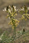 Curved-pod Milkvetch