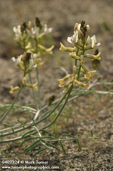 Astragalus sclerocarpus