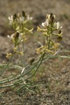 Curved-pod Milkvetch