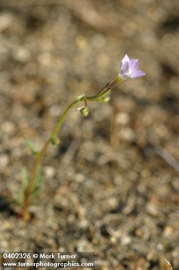 Gilia sinuata