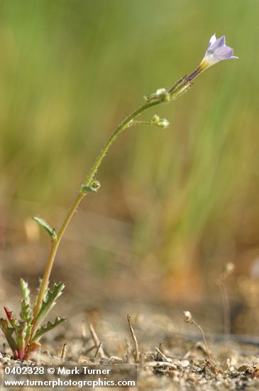 Gilia sinuata