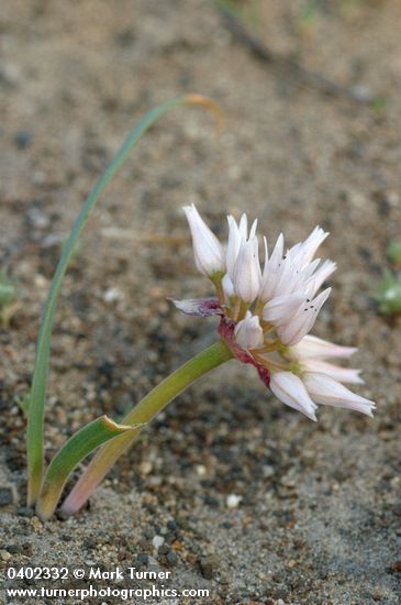 Allium robinsonii