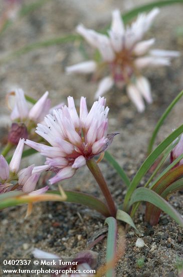 Allium robinsonii