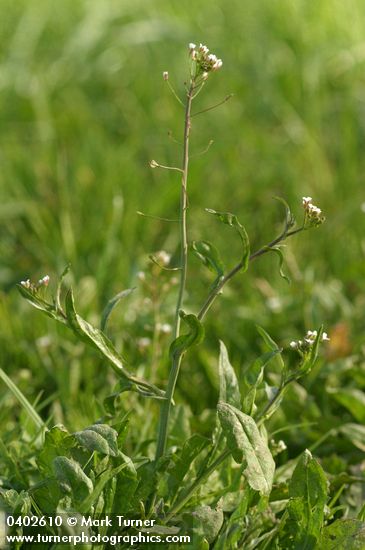 Capsella bursa-pastoris