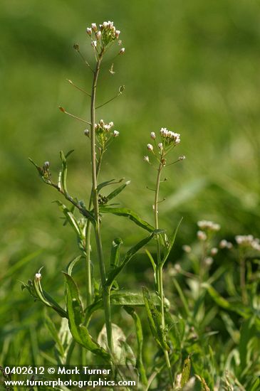 Capsella bursa-pastoris