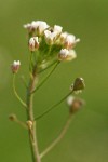 Shepherd's Purse blossoms & immature seeds detail