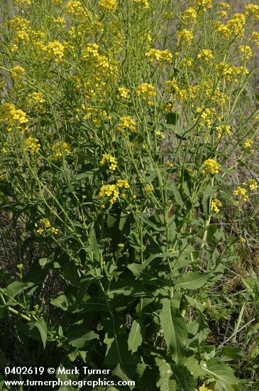 Brassica rapa (B. campestris)