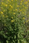 Field Mustard