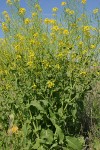 Field Mustard under blue sky