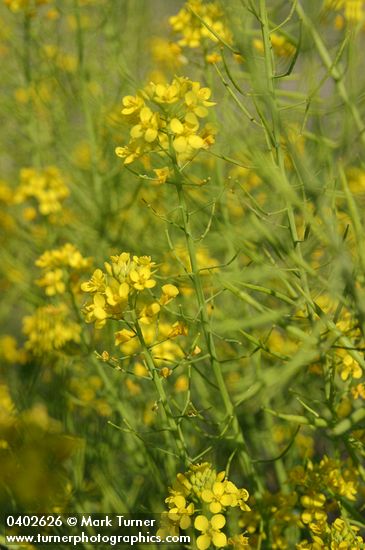 Brassica rapa (B. campestris)