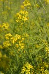 Field Mustard blossoms & immature seeds