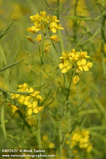 Brassica rapa (B. campestris)