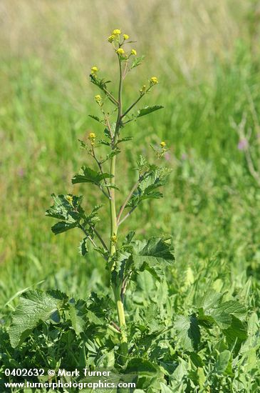 Brassica nigra