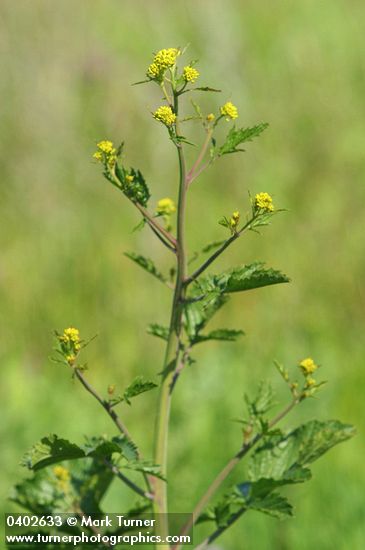Brassica nigra